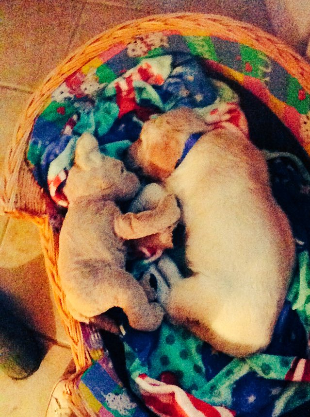 ilbel_paese's tweet photo. #FotoEParole a volte non bastano.. #due #cuccioli #abbracciati https://t.co/bIYgU5WpLz