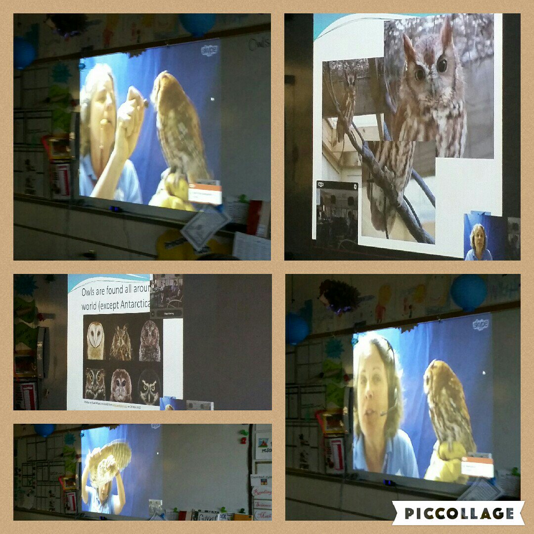 KWAdventurers's tweet photo. Thank you @NCAquarium_RI for a fabulous #skype about owls! We really enjoyed it!  @SkypeClassroom https://t.co/p85mYqq7Mz