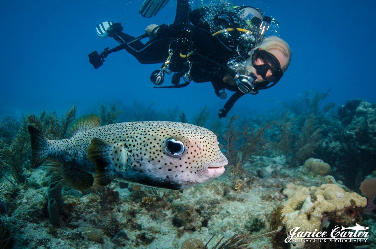Scuba Diver Girls tweet media