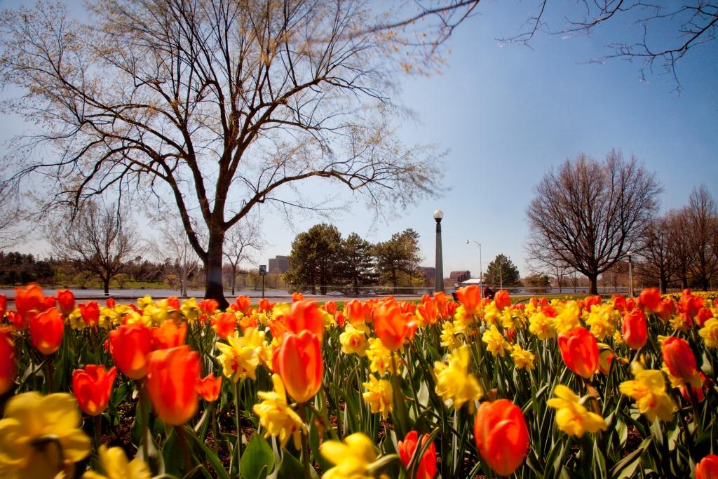 NCC_CCN's tweet photo. Close to 250,000 tulips, of 60 different varieties, will soon bloom in 30 flowerbeds in Commissioners Park! https://t.co/BjCw7a6Yox