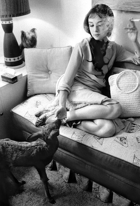 timelessbae's tweet photo. Audrey Hepburn &amp; her pet deer, Pippin https://t.co/gR9p1HGz74