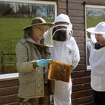 Photo by mid Antrim beekeeper (@MidAntrimbee)