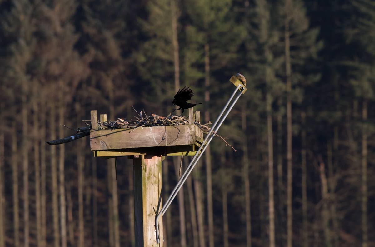 DyfiOspreys's tweet photo. 24 left her nest for several hours today. During her absence a crow predated the eggs, ending her breeding attempt. https://t.co/VH670eKjse