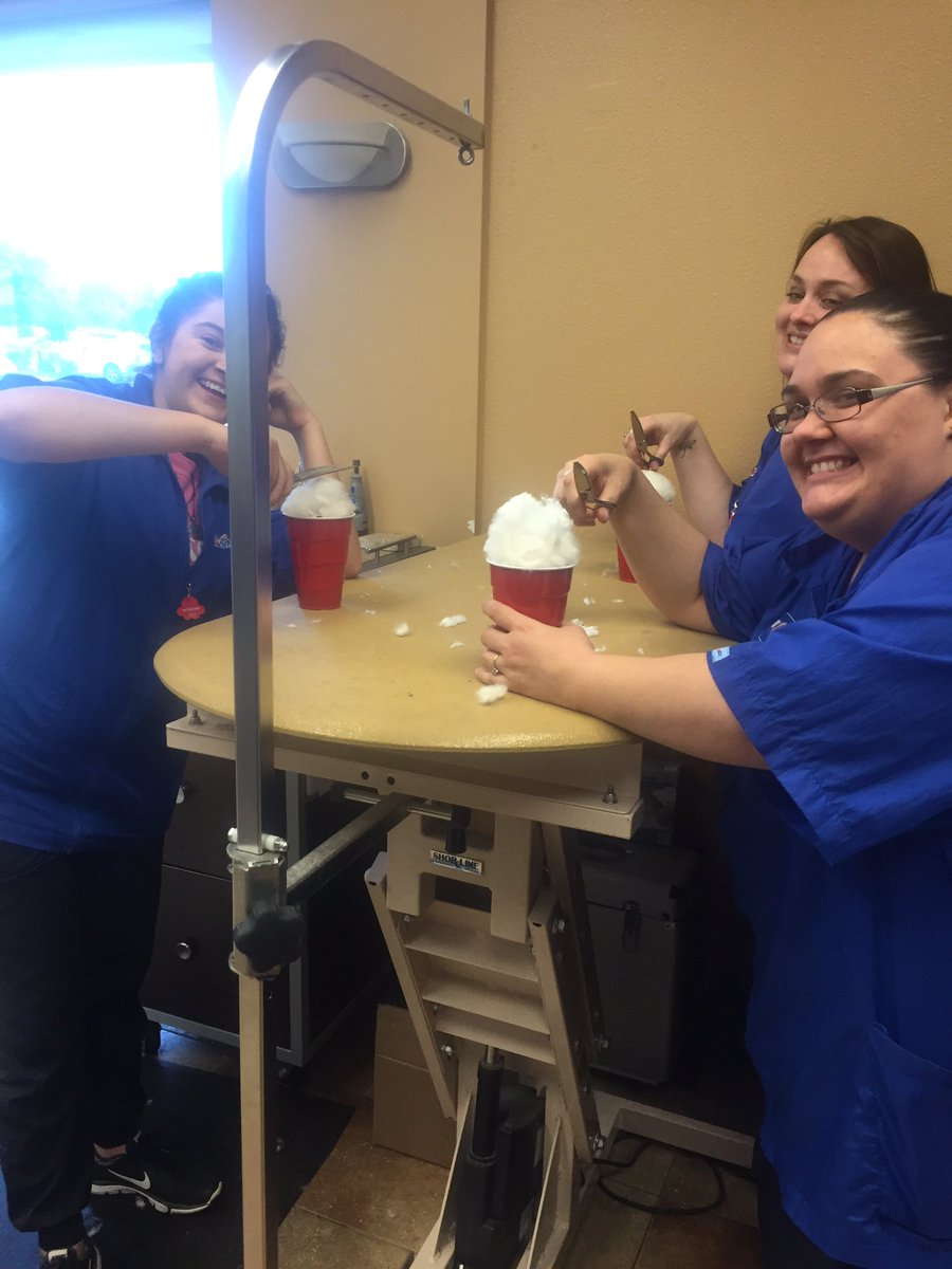 kacieb_petm's tweet photo. ❤️ top knot day!! @Allie_hersey @ZiggiZim @kellyp0413 @CBaileyPETM #academyrocks #DATsrock #poodles https://t.co/8aW8fYEhnh
