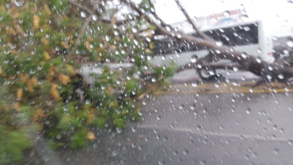 DAVIDROMEROVARA's tweet photo. La fuerte lluvia en cancún provoca caída de árboles y otras estructuras reportan usuarios vía #Twitter https://t.co/loedBodwqw