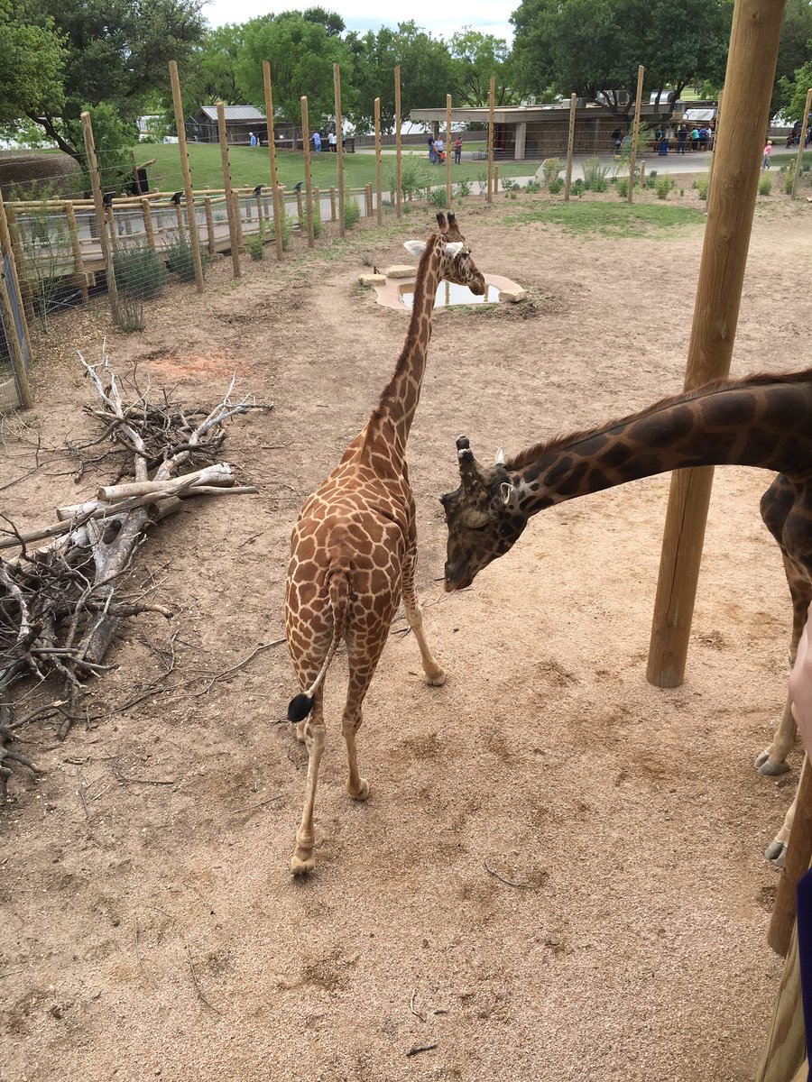 TrippTalkShow's tweet photo. Tag a friend who like giraffes #TrippTalk https://t.co/XDY7cKaa1q