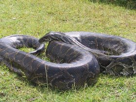 Сколько метров змея. Змея сетчатый питон. Сетчатый питон 10 метров. Самая большая змея в мире сетчатый питон.