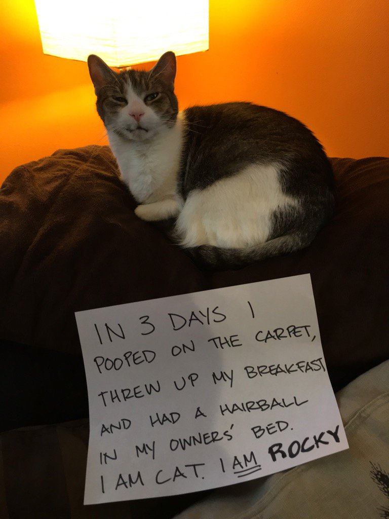 RockyIsCat's tweet photo. Rocky's response to this. "Yeah, so what? Deal with it. I'll do it again. Watch." #PetShaming #CatShaming https://t.co/0fObA0GRYM