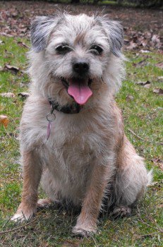 millypod1's tweet photo. POPPY IS HOME :)) THANK YOU FOR RT's.
Peppershells Lane #ComptonDando #Bristol #BS39 https://t.co/VPQiuLTdQ0 https://t.co/nwYIqbIShV
