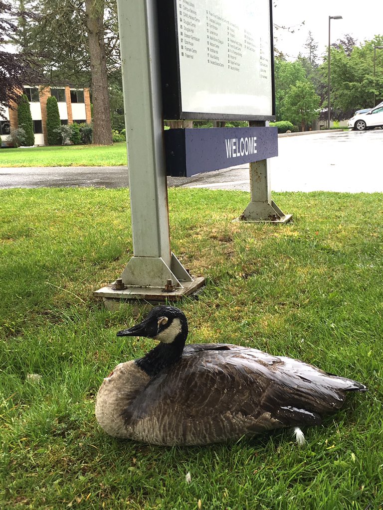 Ralph_Alvaro's tweet photo. Badly injured goose on @TrinityWestern campus. Was trying to defend its young from a vulture, probably. @BC_SPCA https://t.co/rL1GfFMgAs
