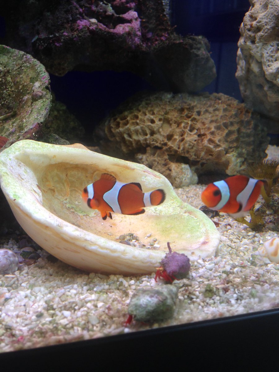 fowkes19's tweet photo. Clownfish have arrived #nemo 🐟🐠 https://t.co/9VmWNR9TmB