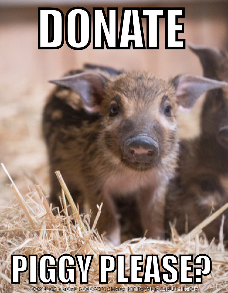 Sacramento Zoo on X: Will you donate? Piggy please?   #BigDog2016 #meme Red River Hogs born at #SacZoo  4/3.  / X