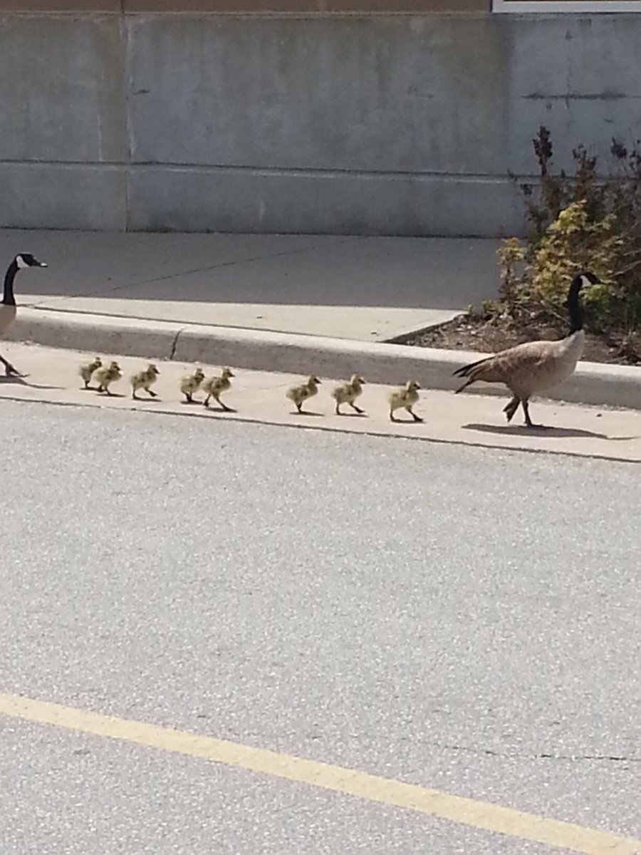 Lorne Park Secondary tweet media