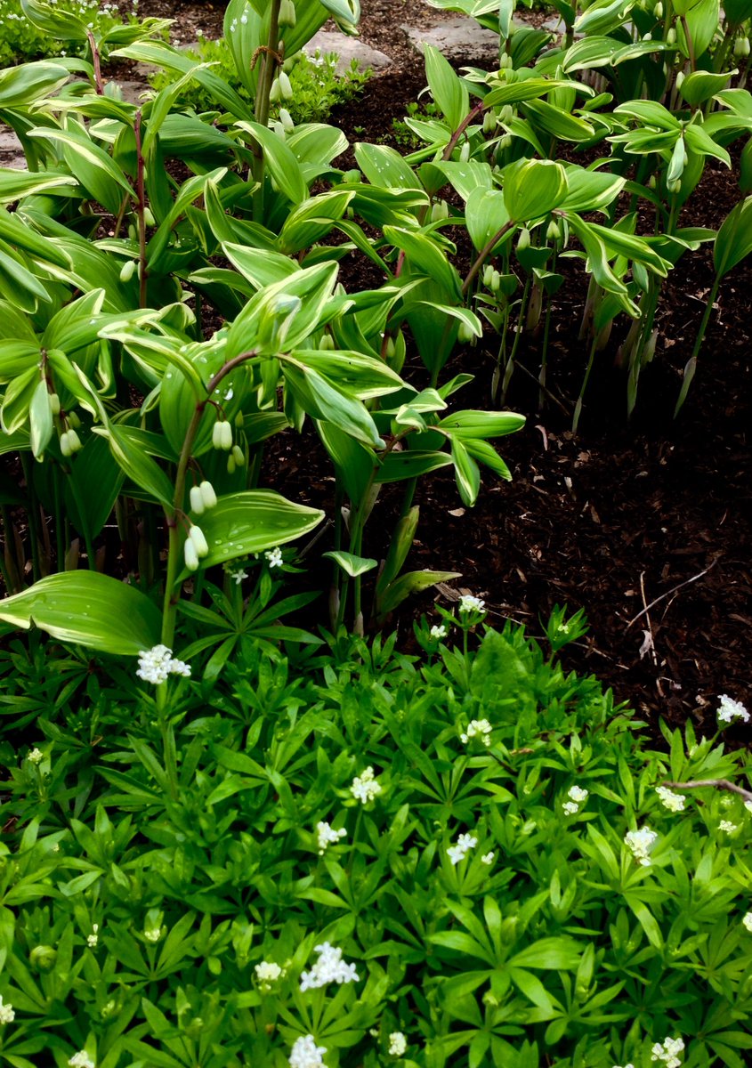 jdgardenscaping's tweet photo. Great #scented #plantcombo. #Galium and #polygonatum. #nativeplants #natural #SolomonsSeal https://t.co/3aiP78aSM0