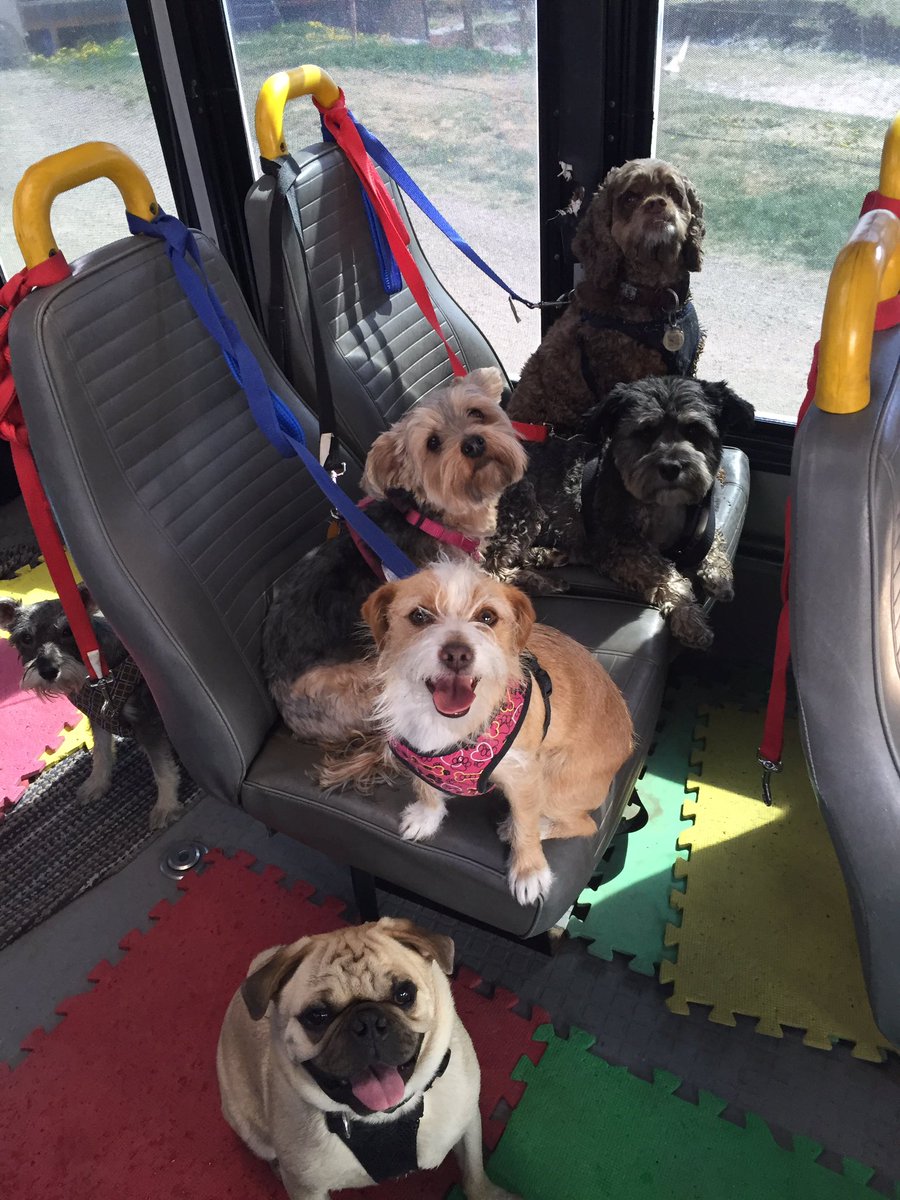 CrateEscape1's tweet photo. Team Tiny expanded on #TheCrateEscape bus #airdrie #doggiebus https://t.co/b8Lhe8cPDd