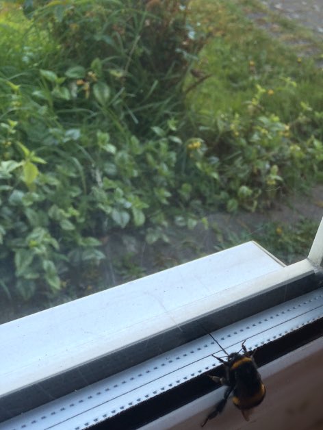 CharlotteM2010's tweet photo. A bee just flew into my house and all I can think of is the English exam 😂🐝 #igcseenglish https://t.co/EQlvwpv0hK