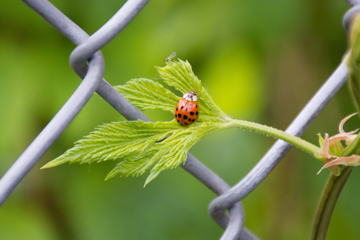 BoundaryBay's tweet photo. Our little friends guarding our hop vines! #BeerGarden #SaveTheAles #SaveTheHops https://t.co/5f2RfOGq12