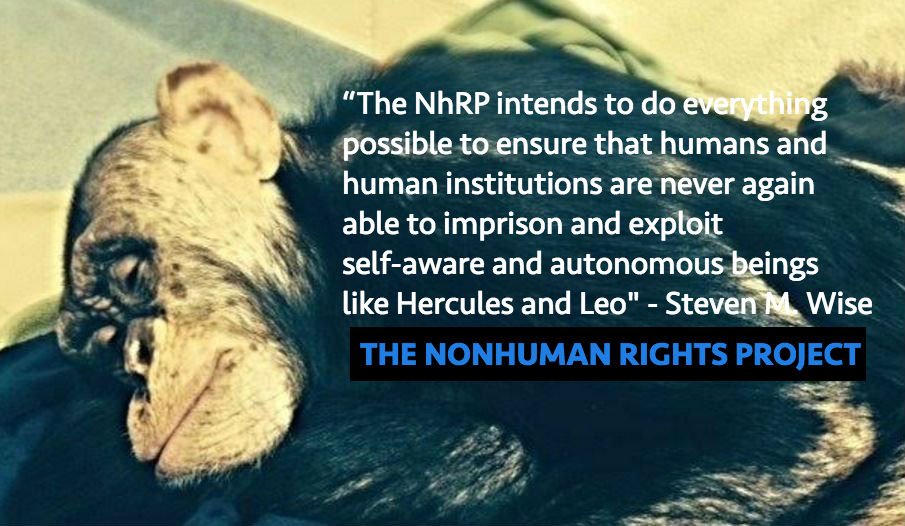 NonhumanRights's tweet image. #Chimpanzees #Hercules &amp;amp; #Leo finally headed to #sanctuary: bit.ly/1TtoBpu