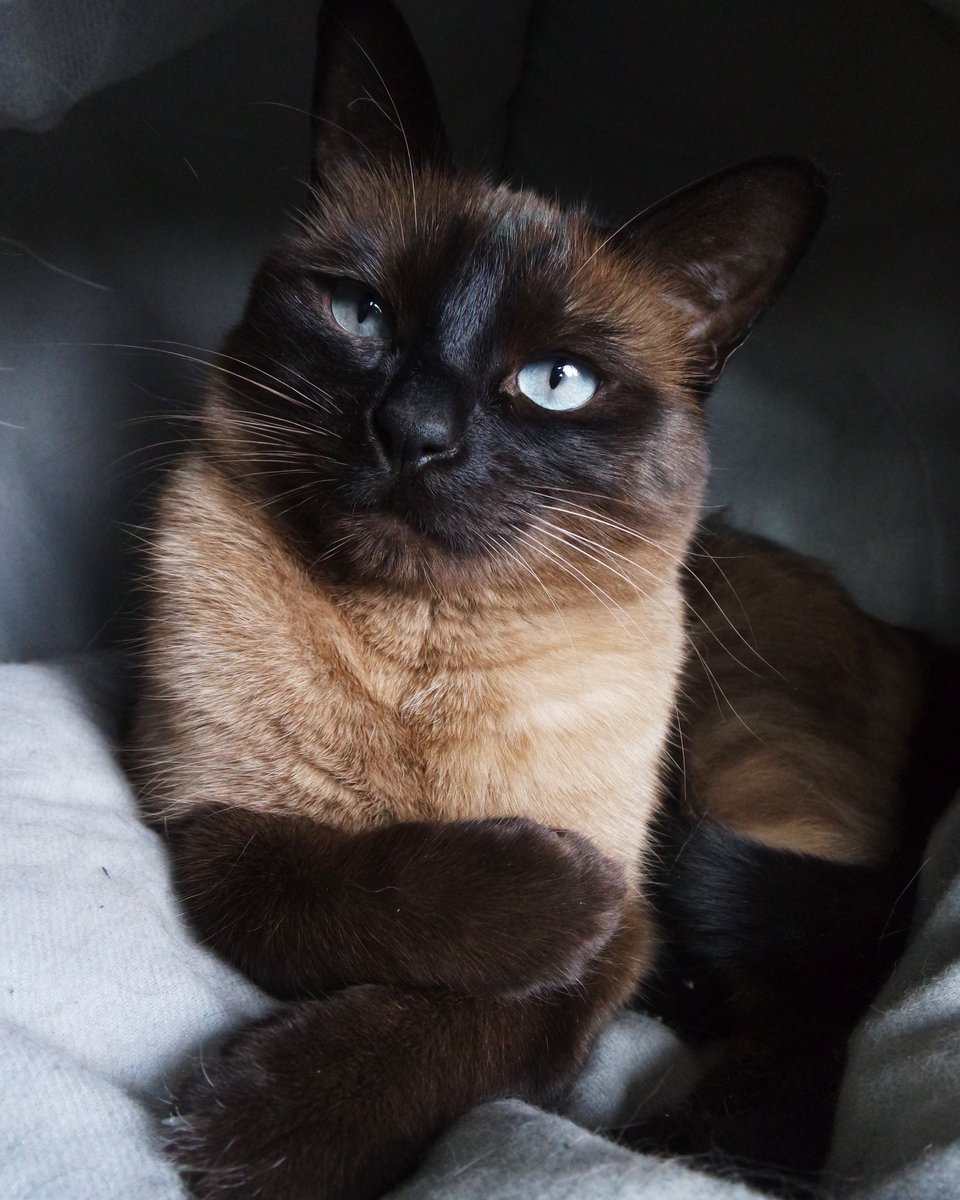 Cola_thecat's tweet photo. @catsofinstagram I'm always ready for the camera #CatsOfTwitter #catsofinstagram https://t.co/TXZpE8VK1U