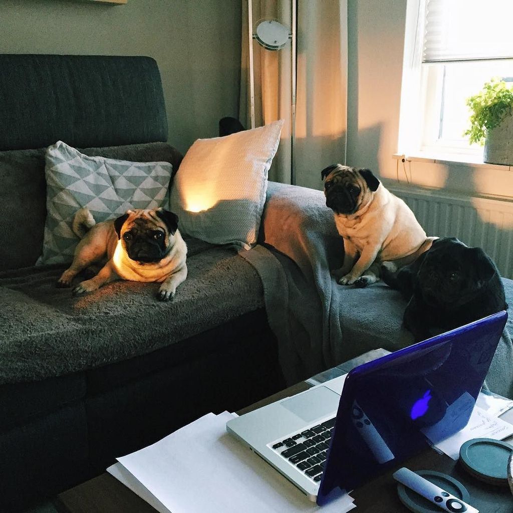 Puglee_Pug's tweet photo. Chilling with the pugsquad! 🐶 #dedriemusketiers #mopsen #mopshond #pugs #pugsofinstagram #pugsnotdrugs #chillings b… https://t.co/O1PW15m0vR