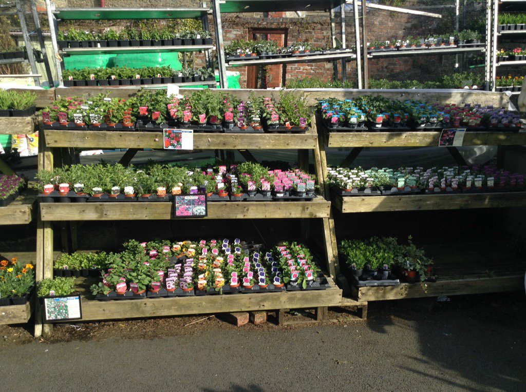 Large selection of basket and bedding plants now ready.