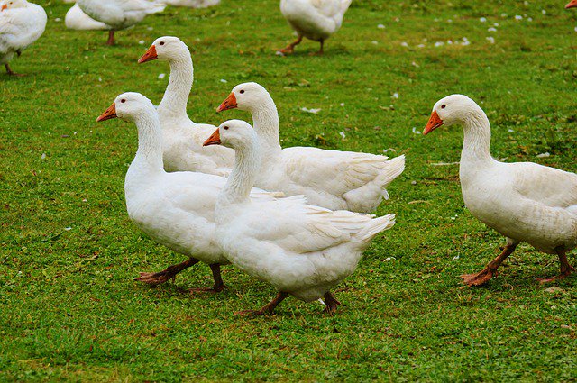 carnepotroburgo's tweet photo. Se inicia una cuarentena hasta el 15 de agosto en las granjas productoras de foie gras de Francia #SanaYSorprendente https://t.co/EKXL4xncAE
