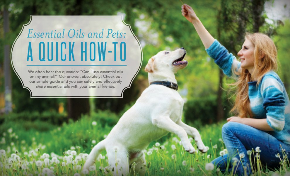 youngliving's tweet image. Do you use #essentialoils on your pets? Learn some expert tips here: goo.gl/dhXiAm