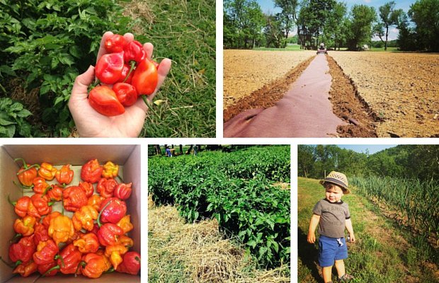 Kickstarter's tweet photo. Phew! The spiciest peppers around go into these hot, hot sauces from @hsweethomegrown: https://t.co/yFnHMeJ5c1 https://t.co/SQfRNzYcUr
