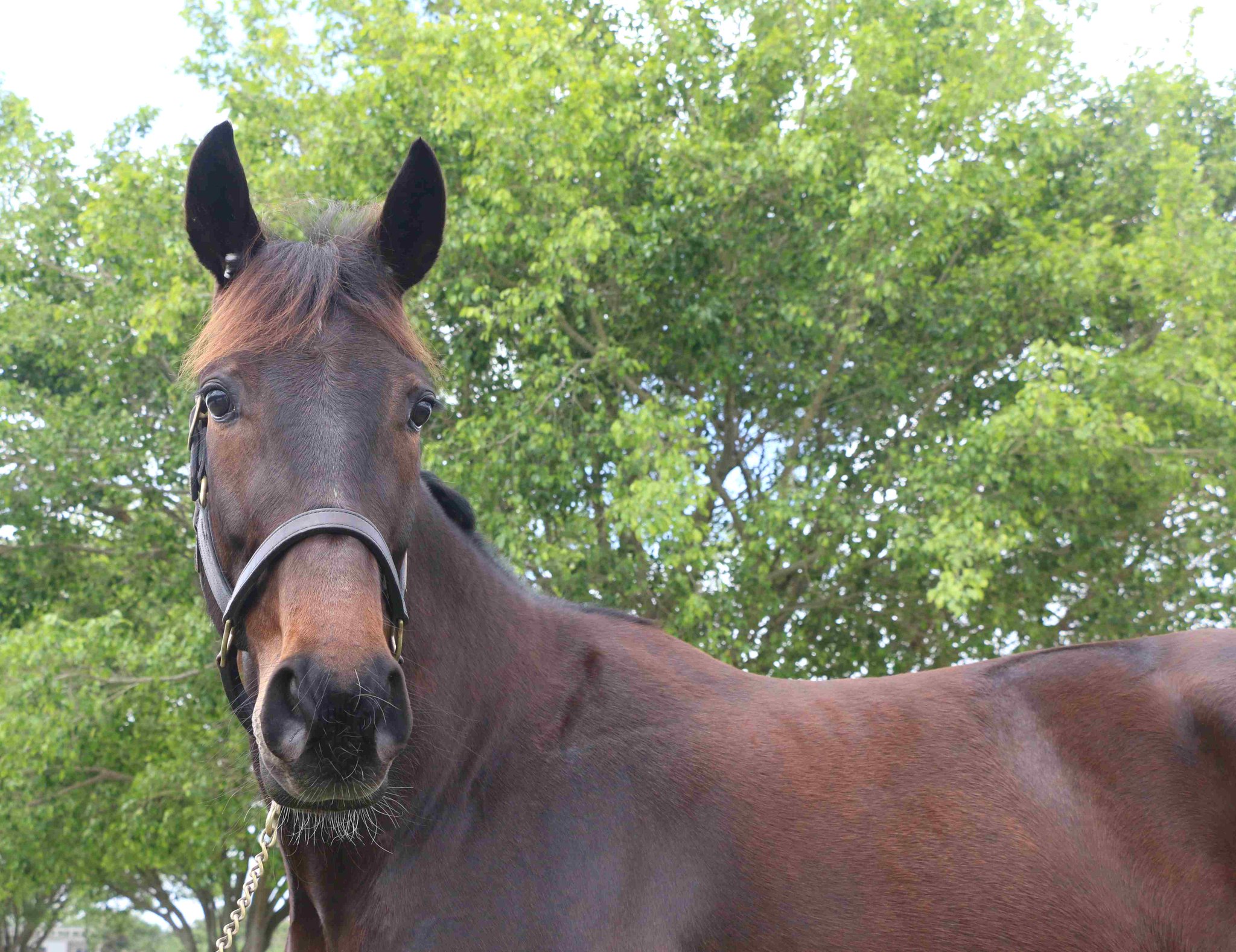 United States Trotting Assn Entries And Results - vp422hr