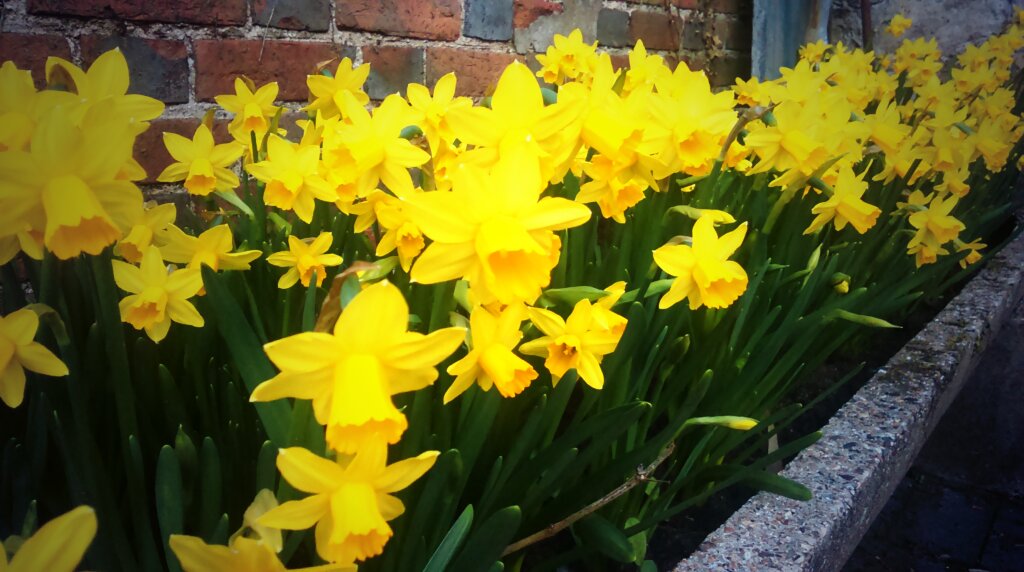 normallifeagain's tweet photo. Only planted these beauties in late December. But they've powered their way through. Determined little things. https://t.co/Fw6ZMpmugC