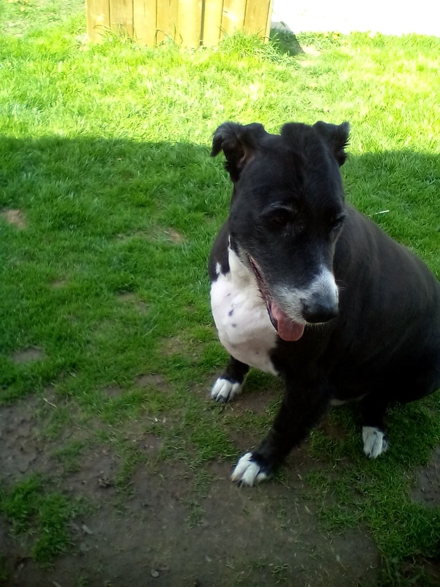 SickLittleOne's tweet image. Bronty got a new haircut today #Mohawk #dogsoftwitter #bronty #Dogs #pets