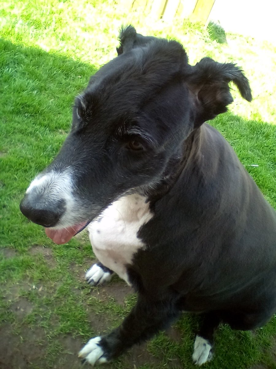 SickLittleOne's tweet image. Bronty got a new haircut today #Mohawk #dogsoftwitter #bronty #Dogs #pets