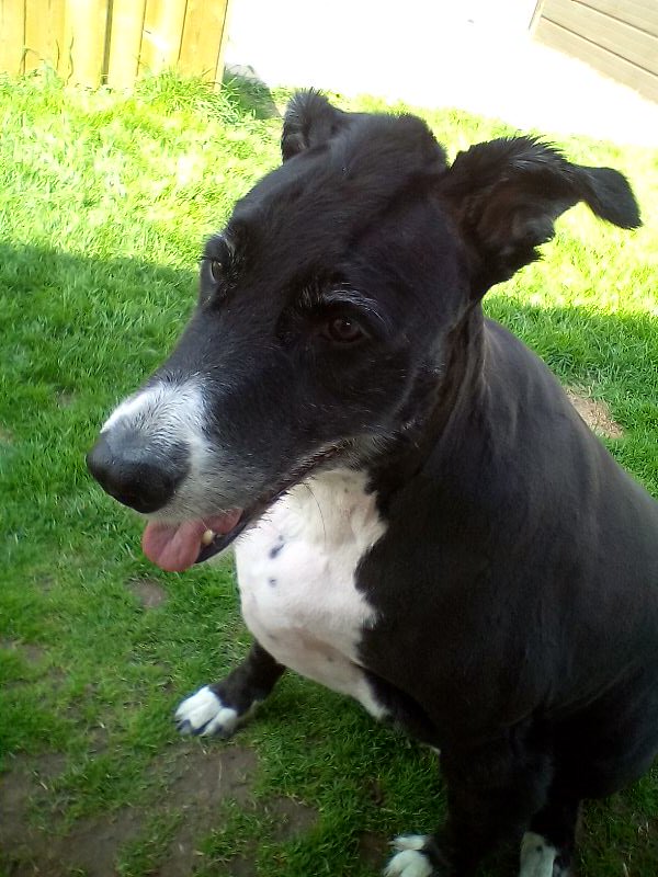 SickLittleOne's tweet image. Bronty got a new haircut today #Mohawk #dogsoftwitter #bronty #Dogs #pets