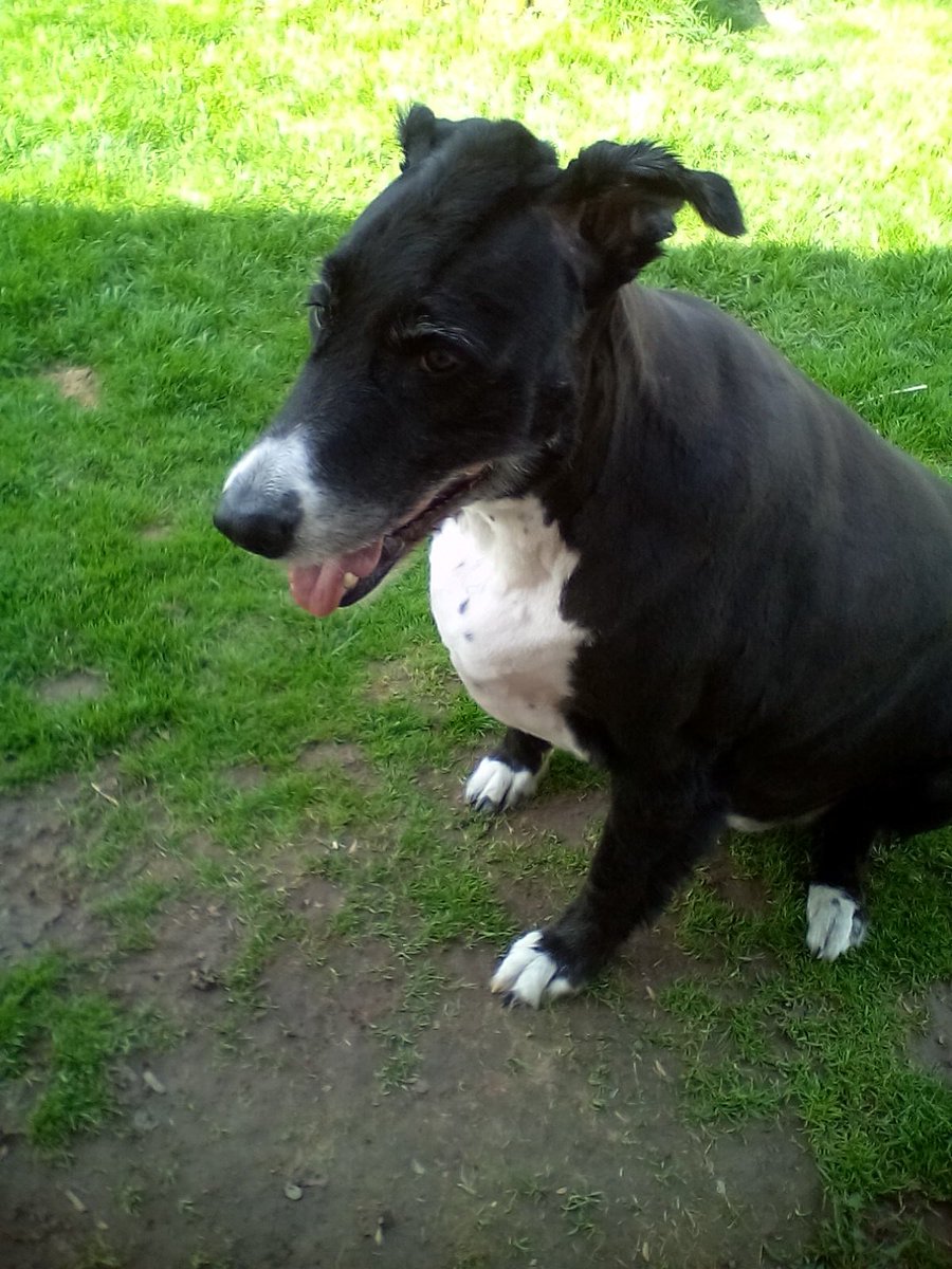 SickLittleOne's tweet image. Bronty got a new haircut today #Mohawk #dogsoftwitter #bronty #Dogs #pets