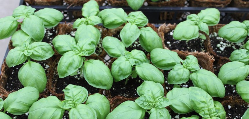 miltonhershey's tweet image. Friday from 8:30 am to 3 pm, 7th-grade students at Catherine Hall are holding a #PlantSale. bit.ly/1rpjP5y