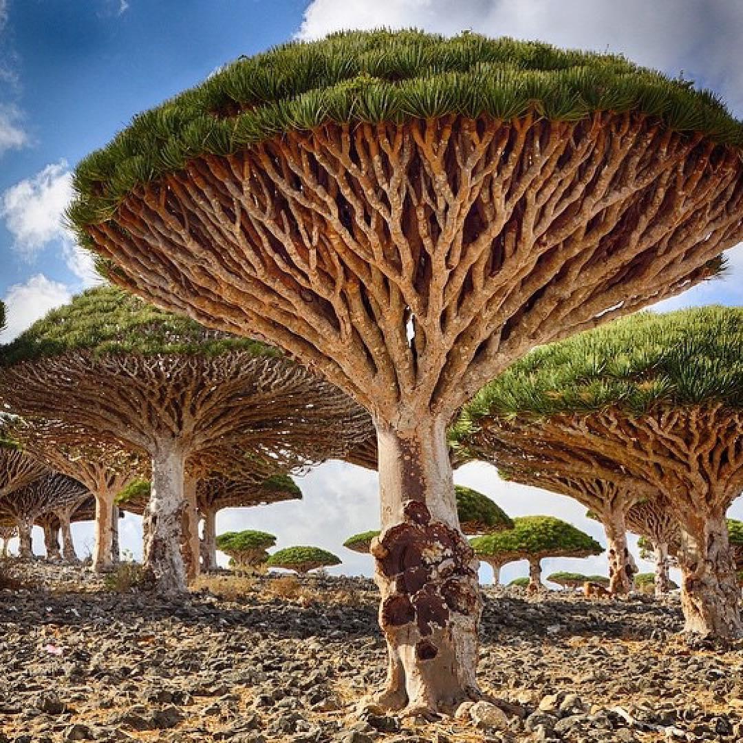 tentmentality's tweet photo. The Dragon Blood Tree protects the island of Socotra. Photo by @yz. Tent Life! #hiking #camping #trout #tentmentalit https://t.co/kBYbn3RTjd