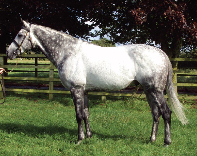 HoofprintTv's tweet photo. Geordieland, Standing at Beech Tree Stud, Somerset - Hoofprint TV - https://t.co/ItjHRL9EKp https://t.co/u4FD0EYMOs