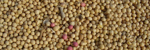 ncsoybeans's tweet photo. The Checkoff is building partnerships to increase demand. https://t.co/sAvCDJk1QX #ncsoy #checkoffatwork https://t.co/RUytTv7bBn