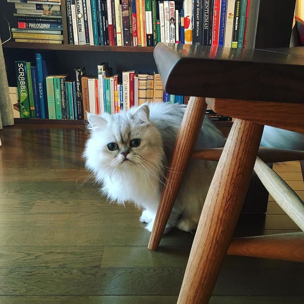 Chatchatcatcat's tweet photo. Candy
#cat #cats #catstagram #猫 #ねこ #ネコ #ニャンコ #にゃんこ #neko #chinchilla #lovecats #mycat #pets #チンチラ #instacat #catgr… https://t.co/6OUDQBiTyA