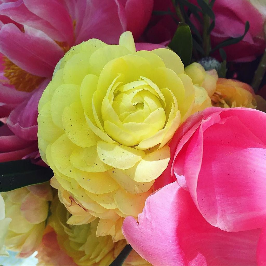 CORDA_kelli's tweet photo. More fantastic #peonies from the weekend's visit to #cakebread #winery. Such a treat! #flo… https://t.co/ihbLLR5vAZ https://t.co/8lhpV6suGm