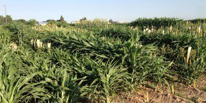 on_agfax's tweet photo. Sorghum Markets Gain Momentum #agfax https://t.co/zNAR2ZcN9R https://t.co/9oDqgckaWT