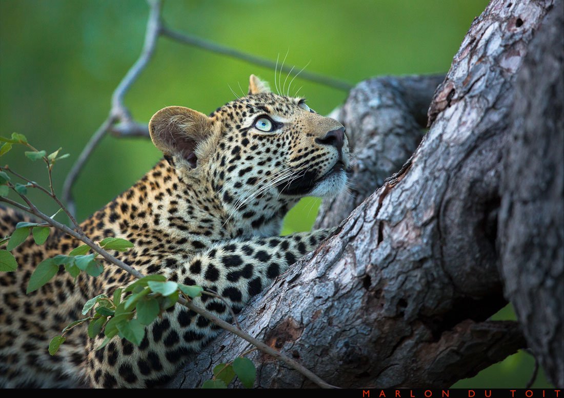 A #leopard cub looks up at his mother for comfort as a hyena approaches.
#Africa #bigcats 
Photo: <a href="/MarlonDuToit/">Marlon du Toit</a>