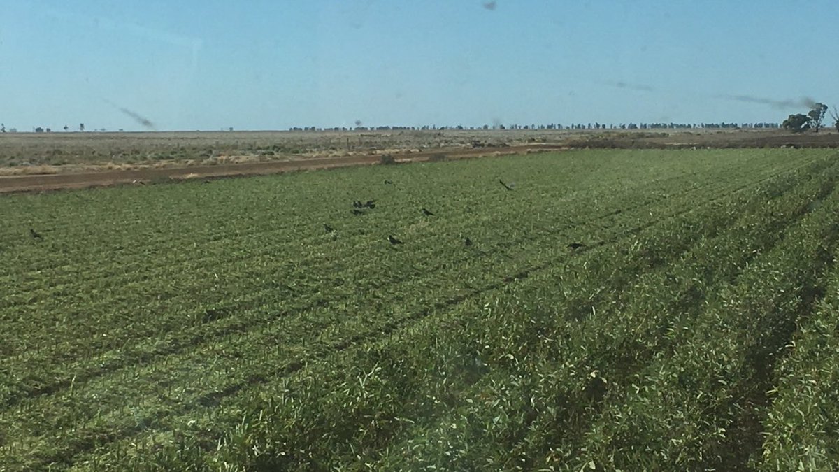 MartinMurray_Ag's tweet photo. Looks like we've got a murder in progress #crowpuns #TweetsFromTheTractorCab https://t.co/OjkuWCVaCC