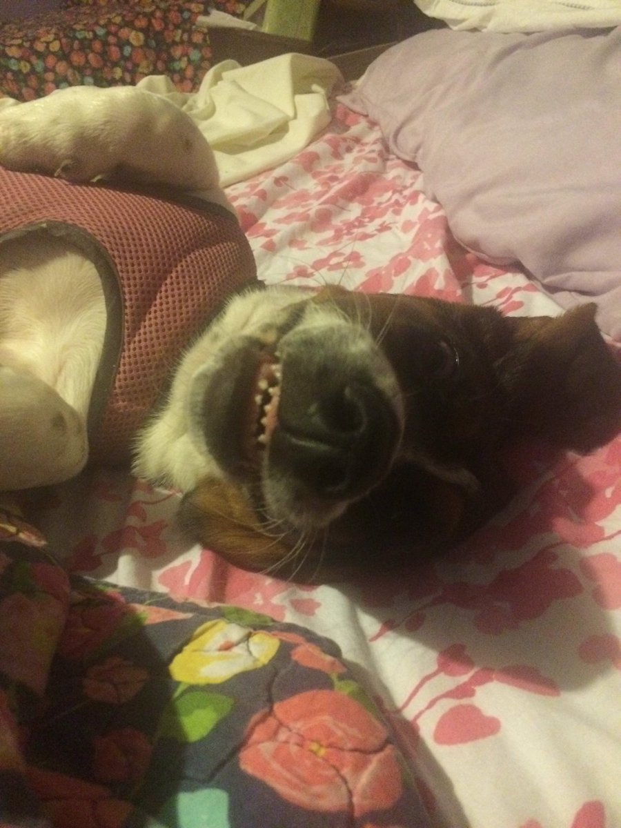 manbunrhett's tweet photo. Cheesin😂😂#MacyMae #PuppyDays https://t.co/c4fgJVJCmy