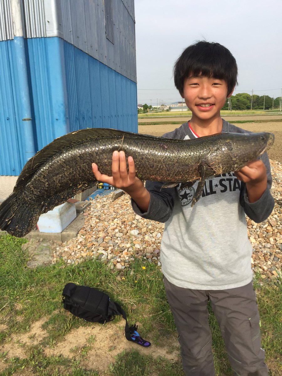神楽屋 A Twitter 息子と2人で 魚釣り 鯉 雷魚 通常 雷魚釣りはウィードの中での釣りが主流だが オープンウォーターでの雷魚釣り は 純粋に雷魚の引きを味わえて ライトタックルでのトライも出来るので あえてガチガチのタックルは必要無い 神楽屋 A Twitter 息子と2人で 魚釣り 鯉 雷魚 通常 雷魚釣りはウィードの中での釣りが主流だが オープンウォーターでの雷魚釣り は 純粋に雷魚の引きを味わえて ライトタックルでのトライも出来るので あえてガチガチのタックルは必要無い