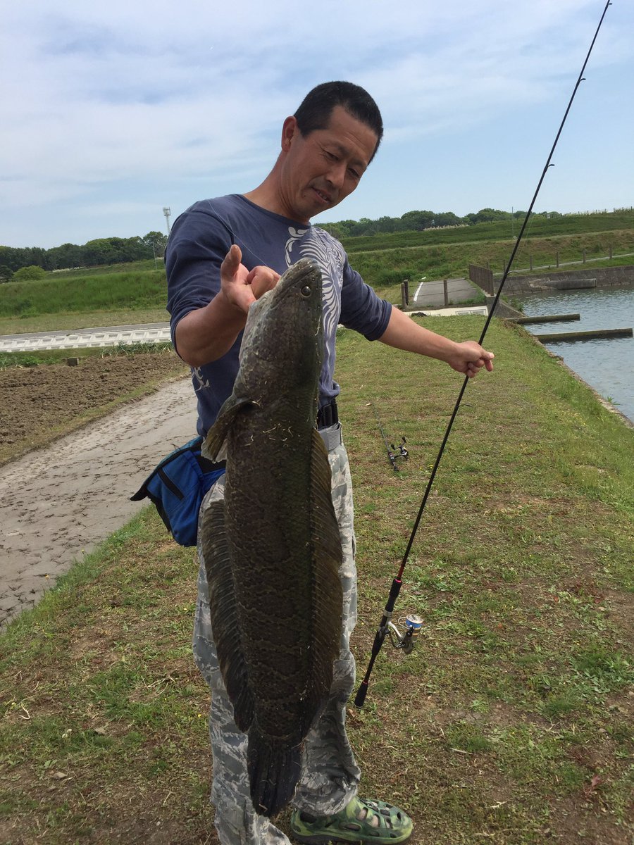 神楽屋 息子と2人で 魚釣り 鯉 雷魚 通常 雷魚釣りはウィードの中での釣りが主流だが オープンウォーターでの雷魚釣り は 純粋に雷魚の引きを味わえて ライトタックルでのトライも出来るので あえてガチガチのタックルは必要無い 神楽屋 息子と2人で 魚釣り 鯉 雷魚 通常 雷魚釣りはウィードの中での釣りが主流だが オープンウォーターでの雷魚釣り は 純粋に雷魚の引きを味わえて ライトタックルでのトライも出来るので あえてガチガチのタックルは必要無い