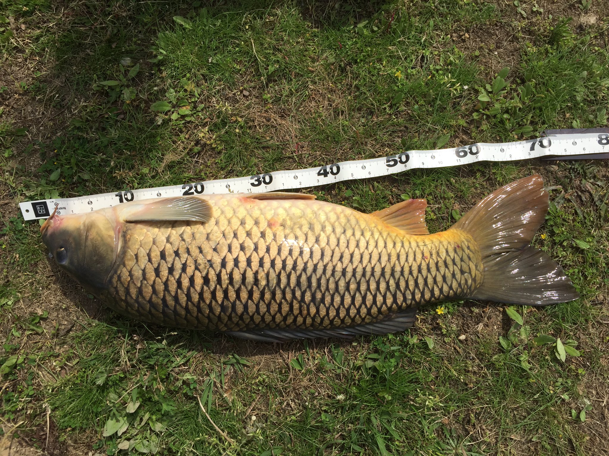 神楽屋 息子と2人で 魚釣り 鯉 雷魚 通常 雷魚釣りはウィードの中での釣りが主流だが オープンウォーターでの雷魚釣り は 純粋に雷魚の引きを味わえて ライトタックルでのトライも出来るので あえてガチガチのタックルは必要無い T Co