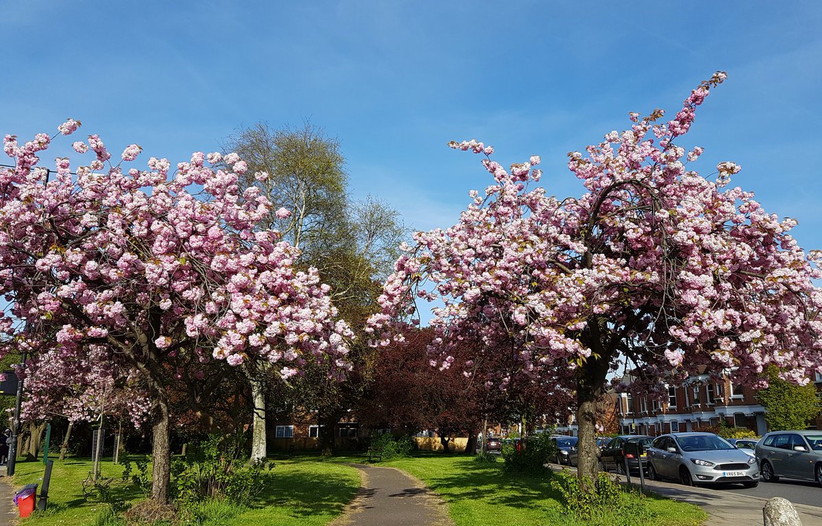 #throughthetrees #spring #Blossom @BowesandBounds  @FriendsAllyPark #durnsfordroad #farrg  @TheStreetTree #London