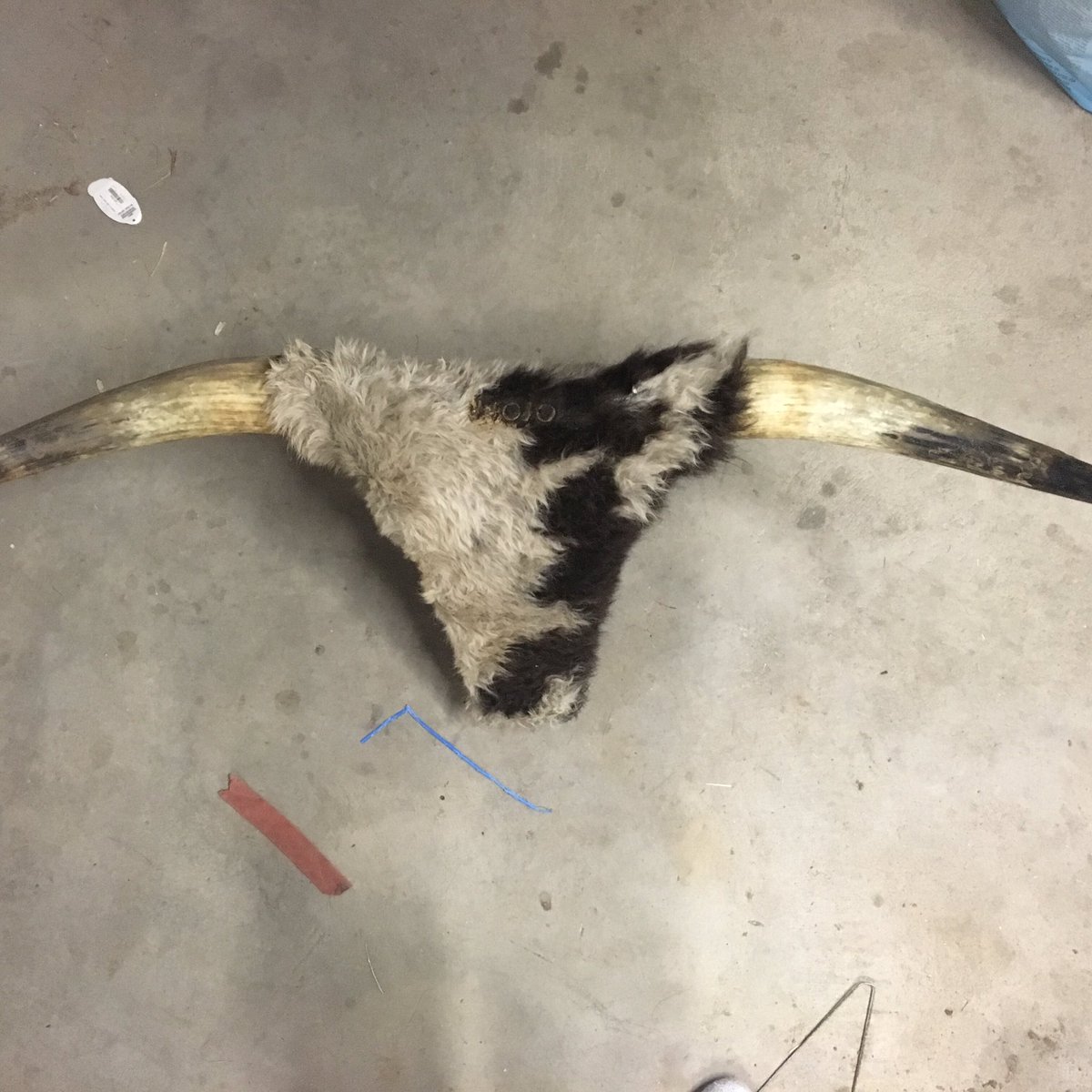 cvcsnv's tweet image. Original MOJO DUMMIES!   #teamroping #gatorropes