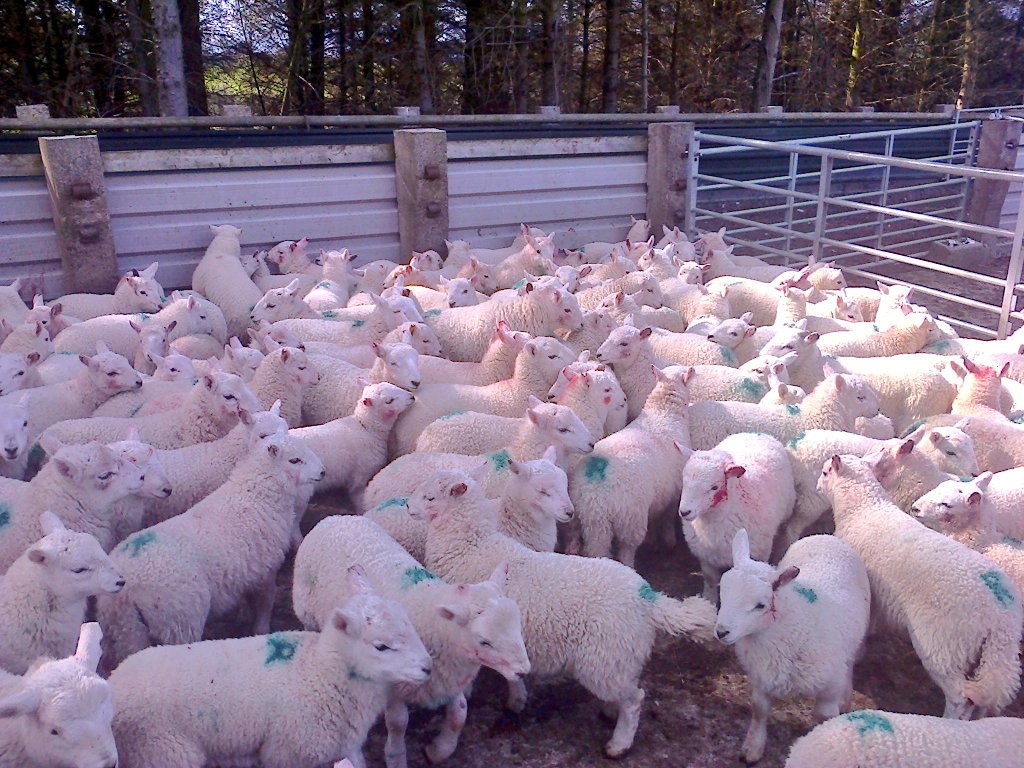 RhidianGlyn's tweet photo. Few hours of marking and dosing lambs tonight! 860 down few hundred to go! #Sheep365 https://t.co/1ohR9oVk0U
